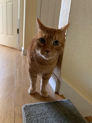 Orange Cat Rehome