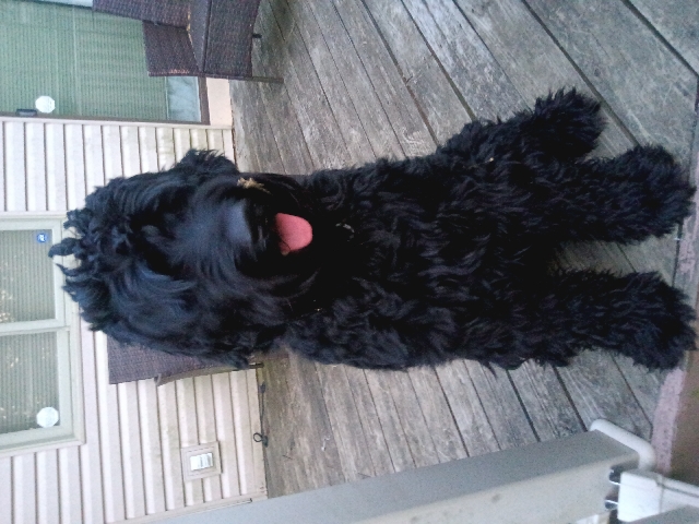 Giant Schnauzer – giant Schnauzer