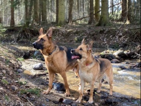 Two German Shepherds – Luke & Lucy (Bonded