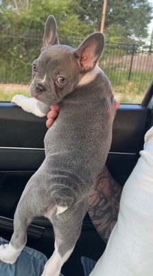 French Bulldog – French bulldog