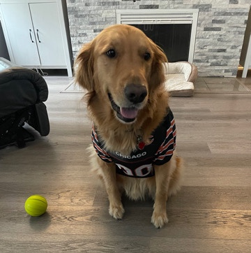Golden Retriever โ Max Looking for a Home!๐ถ