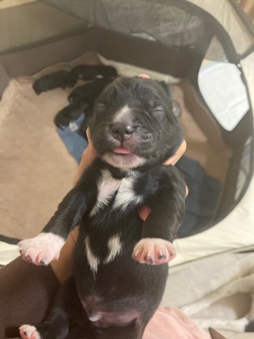 Aussie Retriever Puppies