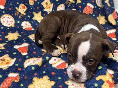 Bulldog – Engam Bulldogs