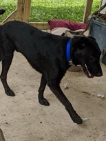 Black Labrador.