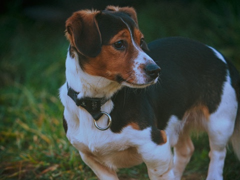 Jack Russell Terrier – ESTULA, the little guy – New Holland