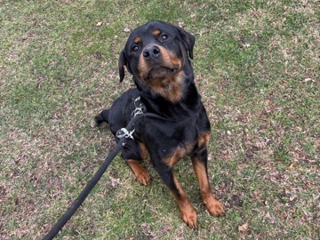 Rottweiler – Male Rottweiler – Cleveland