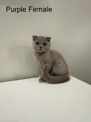 Scottish Fold – Scottish Fold Kitten Female Purple – Warrensburg