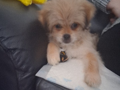 Shih Tzu – beautiful  boy posie – West Midlands
