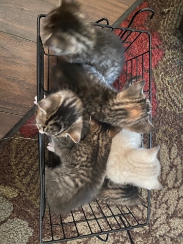 Kittens contact me at ***