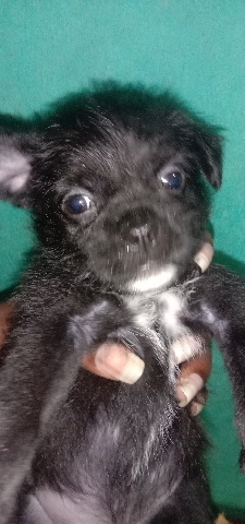 Pug – black pug
