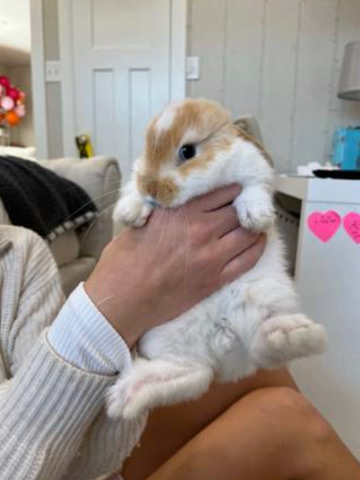 Holland Lop – Rabbit
