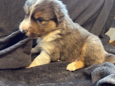 Australian Shepherd – Aussie Puppies Blue Merle ,black tri – Poole