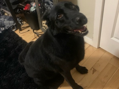 Labrador Retriever – Akeno - Black Lab German Shepherd mix – Spanaway