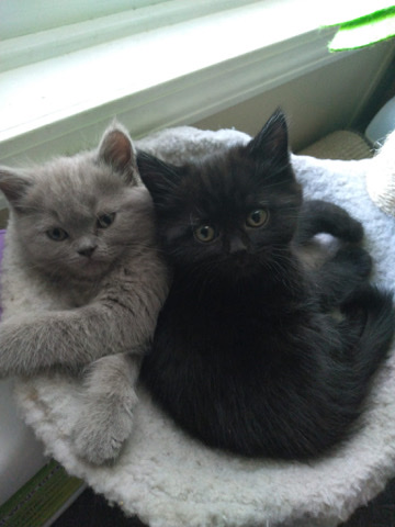 British Shorthair – kittens