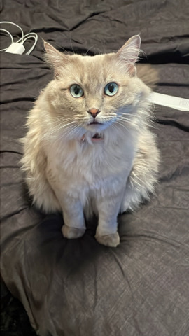 Ragdoll – Elsa