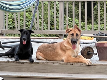 rehoming German shepherd dogs 