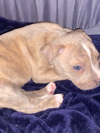 rednose pit mixed with bully. – Port Allen