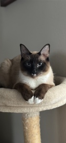 Siamese – Needs Home