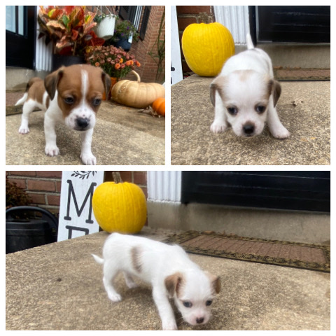 Jack-Tzu's for sale