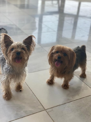 Yorkshire Terrier – Loving Mother and Son Yorkies