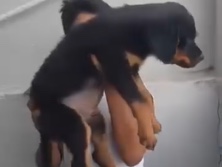 Rottweiler – Rottweiler – Patna
