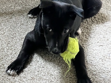 Beautiful Sweetheart Valerie