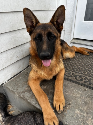 German shepherd