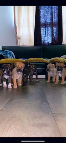 Staffordshire Bull Terrier – Staffy x American bulldog x gsd
