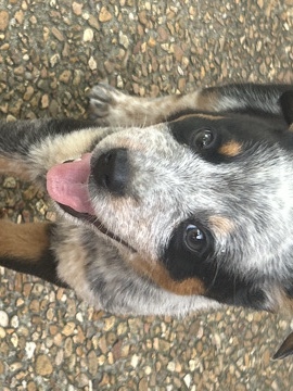 Australian Cattle Dog - Australia cattle dog available for adoption in Madison