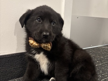 Labrador Retriever - 13-Week-Old Labrador Puppy - Healthy & Ready for a Loving Home available for adoption in Winnipeg