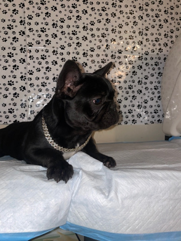 French Bulldog – Akc French bulldog male