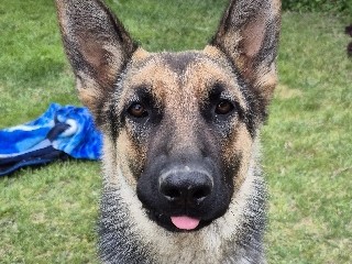 German Shepherd – Free German Shepard – Zillah