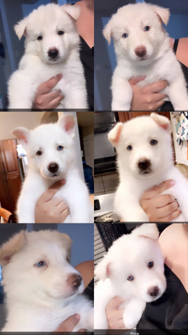 Siberian Husky – Husky/German Shepard