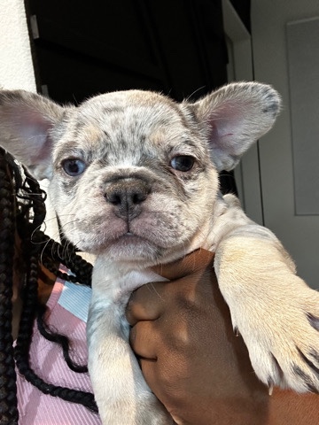 French Bulldog – Tri-merle frenchie