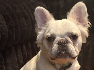 French Bulldog - Fluffy French Bulldog Male  available for adoption in Kansas City
