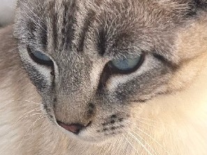 Siamese – baby Siamese and other one is an salmoniwue cat playful and sweet – Wellton