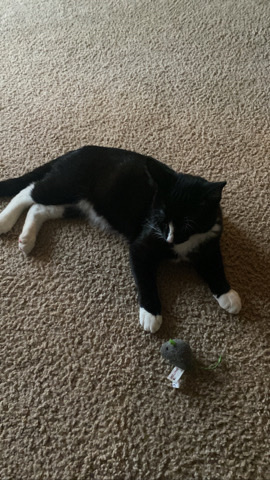 finding a new home for a cat
