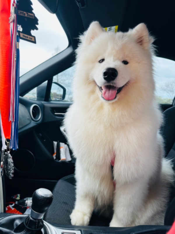 Samoyed – ReHome AKC samoyed