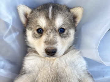 Siberian Husky – husky puppies – Burlington