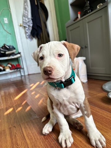 Pitbull pup