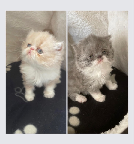 Persian (Traditional) – GCCF registered Persian kittens