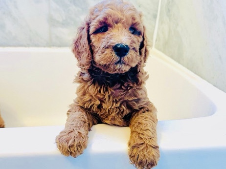 Goldendoodle – 🐾 Meet Olive Oil – The Leader of the Pack 🐾 – Hollywood