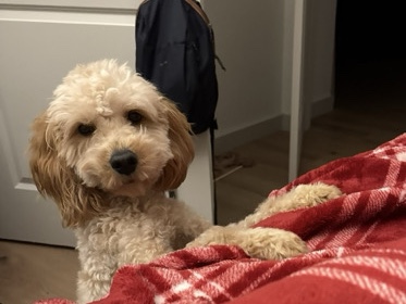 Goldendoodle – Axl – New Rochelle