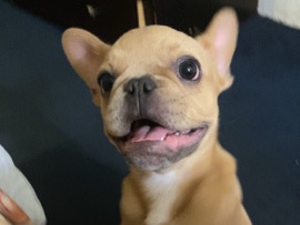 French Bulldog – Frenchie And Pitbull for sale – Detroit