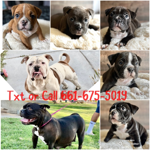 Toy Bulldog – PocketBullys 8weeks Ready 2 Home