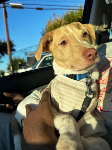 hound mix