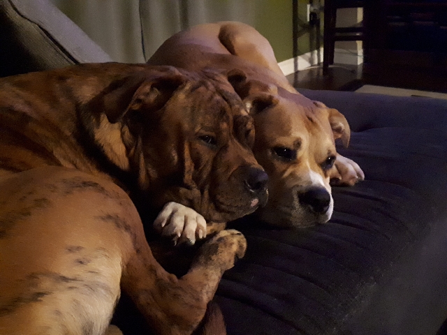 2 fun loving Mastiff mix puppies for sale.
