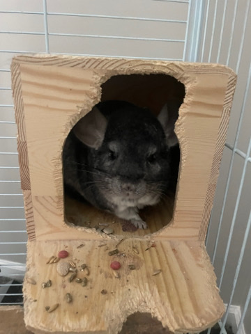 Chinchilla(boy)