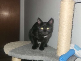 Bombay - chaton à vendre  available for adoption in Drummondville