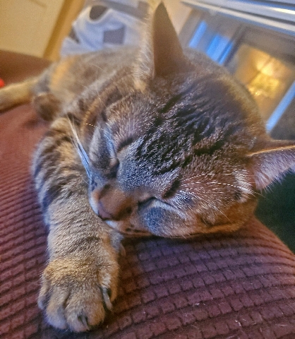 American Shorthair – Cat for sale
